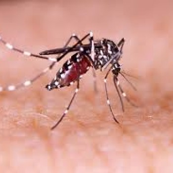 Com avanço de casos de dengue na região, Unimed Presidente Prudente reforça orientações de saúde