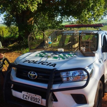 Morador de Mariápolis é autuado em mil reais por apanhar ave silvestre