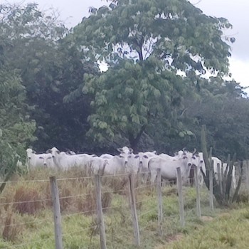 Polícia Militar Ambiental autua criador por manter boiada em área preservada