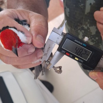 Homem é autuado em R$ 1 mil por manter aves silvestres em cativeiro