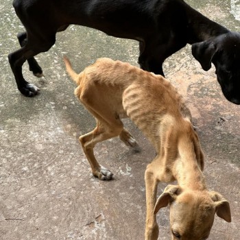 Prudentina é autuada em R$ 6 mil por maus tratos a dois cães