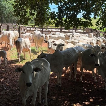 Polícia Civil localiza e restitui bovinos subtraídos em fazenda