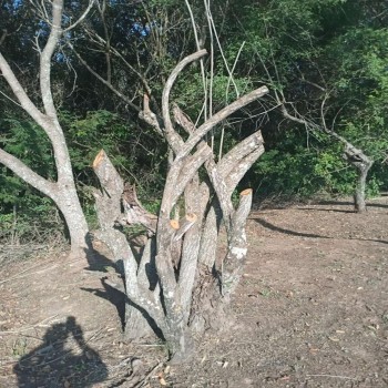 Condomínio de Martinópolis recebe autuação por suprimir árvores nativas
