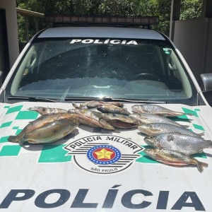 Pescador do município de Panorama é autuado por armazenar peixes nativos