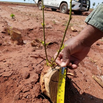 Arrendatário é autuado em R$ 30 mil por supressão de árvores em Teodoro Sampaio