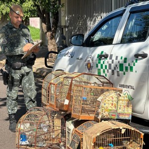 Policia Militar Ambiental autua homem de 62 anos por aprisionar aves silvestres