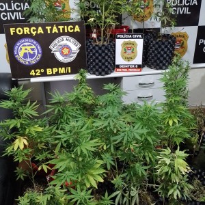 Equipe da DISE da Polícia Civil promove operação contra o tráfico em Santo Anastácio