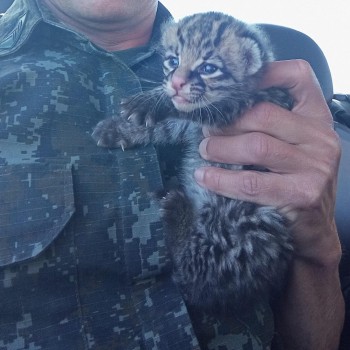 Filhote de felino encontrado em fazenda é recolhido e entregue à entidade protetora
