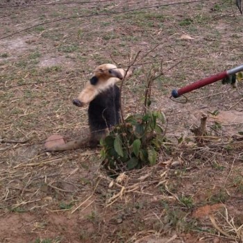 Polícia Militar Ambiental resgata tamanduá mirim em Sandovalina e o reintegra à natureza