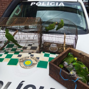 Homem é multado em 91 mil por tráfico de aves silvestres em Teodoro Sampaio