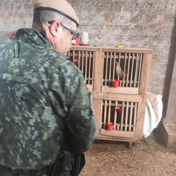 Polícia Militar Ambiental estoura rinha de galos, autua sete envolvidos e apreende 34 aves