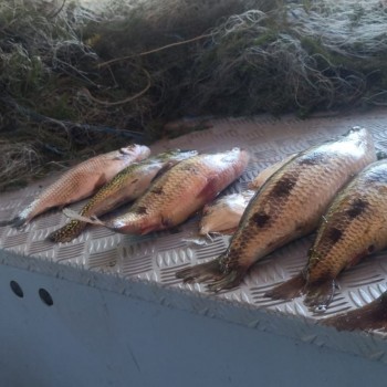 Pescador amador flagrado quando usava rede de emalhar foi autuado
