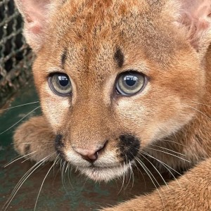 Polícia Militar ambiental resgata onça-parda presa em cerca e a devolve à natureza
