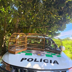Morador do Bairro Augusto de Paula recebe multa por manter pássaros silvestres em cativeiro